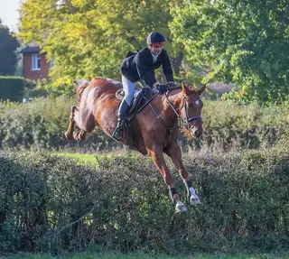 Athletic Hunter with Scope and Manners – Ideal for Team Chasing