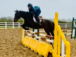 Belle - super quiet novice friendly Connemara mare!