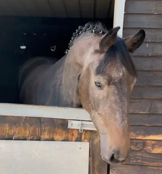 Quality Grey Filly – Huge Jump and Exceptional Temperament