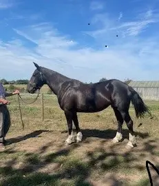 Hunting Cob. Show Cob
