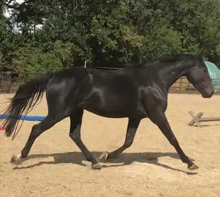 Talented Young Prospect by Cornet Obolensky Line