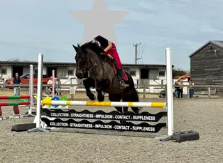 Outstanding 14.2hh Registered New Forest Mare, Ultimate Confidence-Giving Pony, PC Allrounder, Confidently jumping 70cm, with scope for 90cm