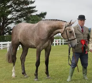 Homebred Champion 3yo by Johnny A x Taloubet Z