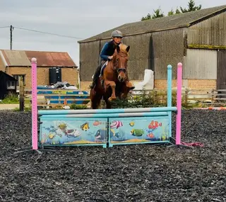 Harvey – Experienced, Safe and Versatile All-Rounder