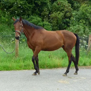 A beautiful bay pregnant filly for sale!