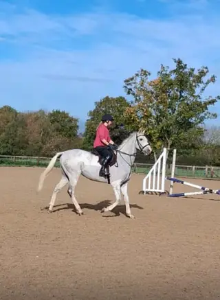 Chunky ROR 15.2 10yo safe straight flashy mover scopey jumper