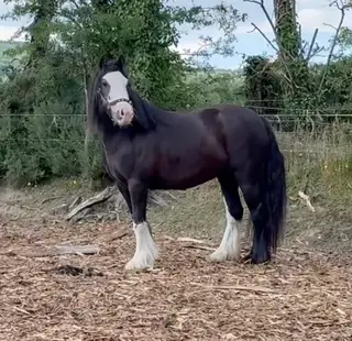 Splash Cob 14hh 4 yrs old 
