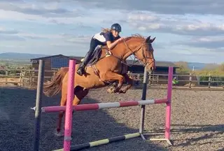 ALL ROUNDER RIDING CLUB HORSE, ISP,SCOPEY, KIND, EASY TO HANDLE, LOVELY BOY