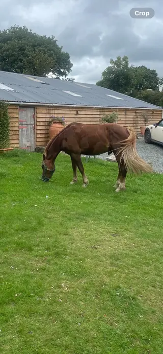 5 year old Flaxen 