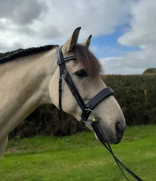 ⭐ Beautiful Buckskin PRE – Talented, Trainable & Kind ⭐