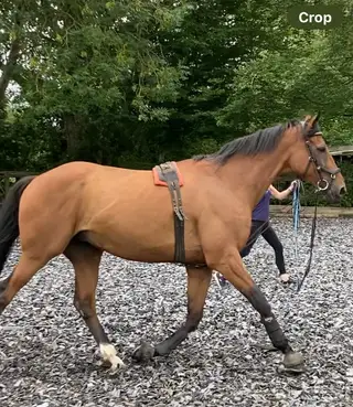 Very well bred 16.3 12 yr old bay gelding 