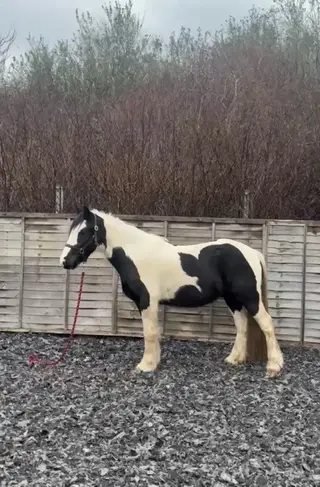 3 yr old , unbroken piebald gelding