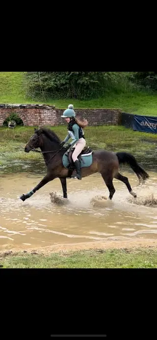 Well Known Meynell Pony