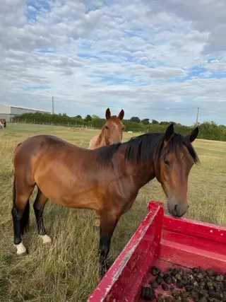 Registered New Forest Ponies🐴