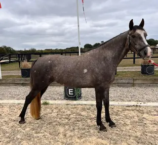 Gorgeous 3yo Connemara x ISH – A Blank Canvas