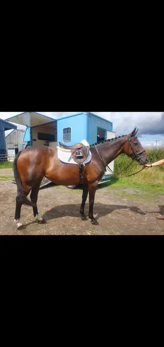 15.2 ISH 6yrold mare