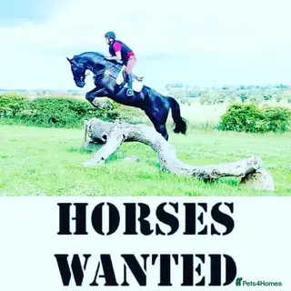 Horses wanted 