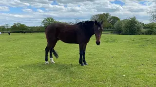 Beautiful 16.2hh Project