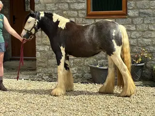 Super sweet striking Traditional Gelding  