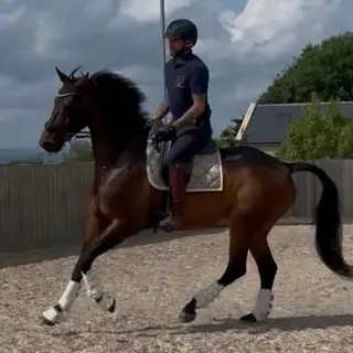 Stunning KWPN gelding
