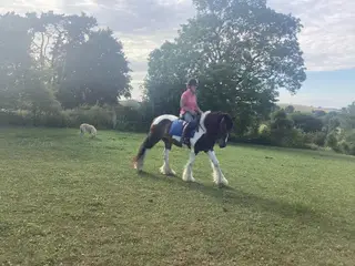 Safe & Smart Mare – Ideal for Mum & Teens