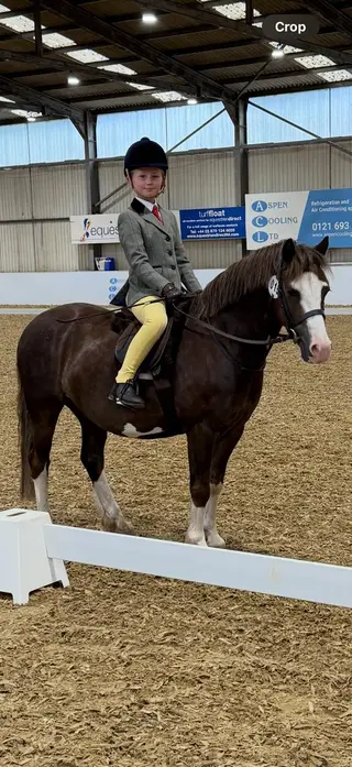 Stunning 12hh registered sec A liver chestnut gelding