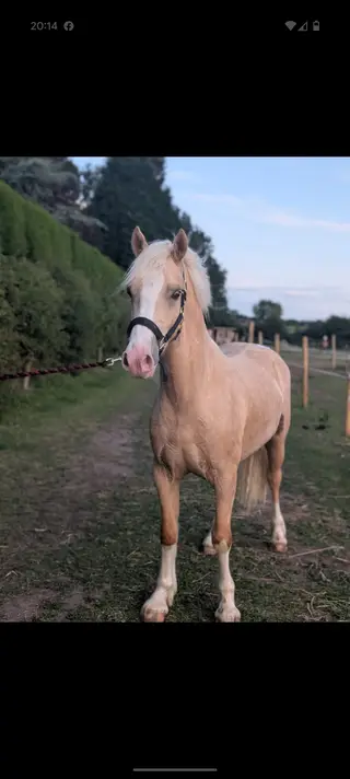 Stunning palomino gelding 