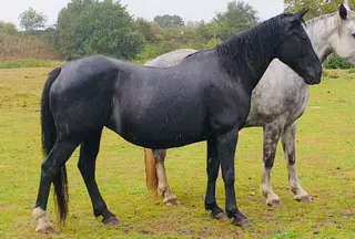 Black Irish Draught Mare (In Hand- Show Mare/Broodmare) 