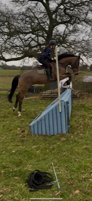 Still for sale due to time waster beautiful mare