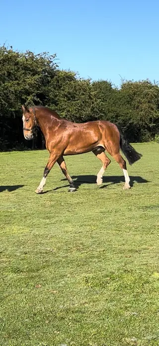 16.2hh Shire x KWPN
