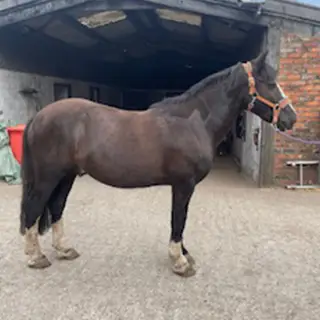 Genuine Gelding- Absolute Gem