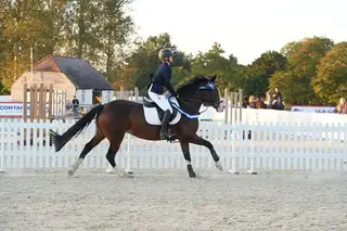 Super Talented 15.2 Bay Mare
