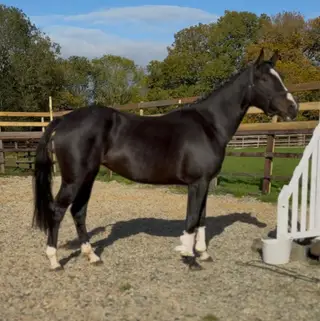 Top-Class Eventing or Showjumping Prospect