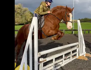 Beautiful Hunt/Farm Ride/Allrounder 