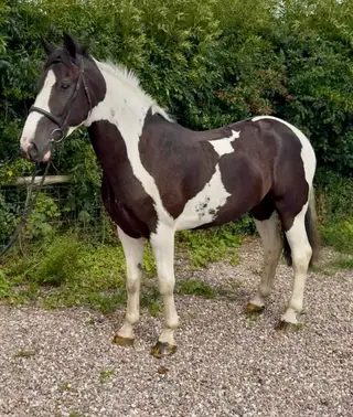 Super All-Rounder with Exceptional Temperament