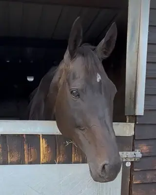 Sweet, Genuine Irish TB Ready for Her Next Chapter