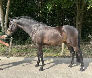 Beautiful dressage gelding 