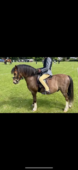 Stunning family pony, ready for the summer!