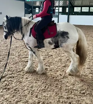 Mini cob