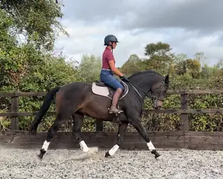 Exciting well bred mare 
