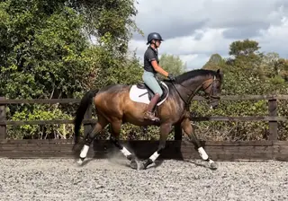 ROR/Allrounder