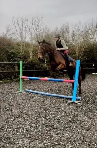 Ultimate Allrounder thoroughbred never trained to racd