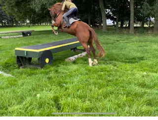 Beautiful Hunt/Farm Ride/Allrounder 