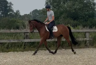 Fantastic Eventer-Allrounder