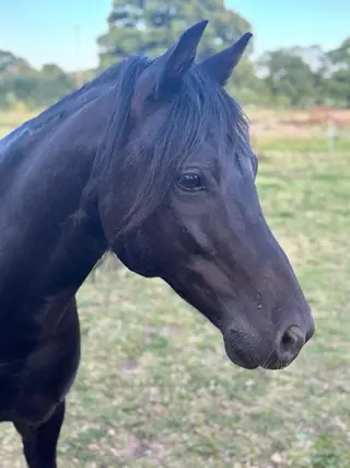 Beautiful and smart Welsh B 13.2 Full Loan