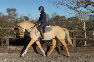 Striking palomino gelding.