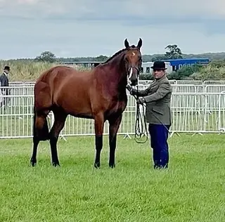 All rounder - bred by Her Late Majesty The Queen