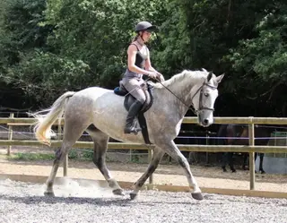 Striking 16.3hh, 6 Year old ID, Mare