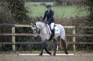 Super All Rounder - Connemara Gelding
