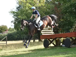 Young broodmare for sale